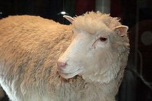 Dolly (sheep)
