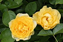 The Julia Child Rose cultivar is known for its yellow blooms.