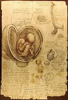 A page showing Leonardo's study of a foetus in the womb (c. 1510) Royal Library, Windsor Castle
