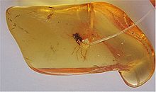 A mosquito preserved in amber. A specimen of this sort was the source of dinosaur DNA in Jurassic Park.