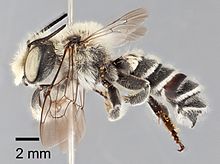 The Megachile chomskyi holotype.