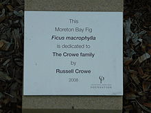 Moreton Bay Fig donated by The Crowe Family in Centennial Park, New South Wales