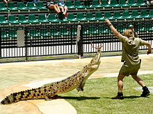 Irwin feeding a crocodile at Australia Zoo