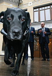 Putin's Labrador Koni, wearing a GLONASS-enabled collar.