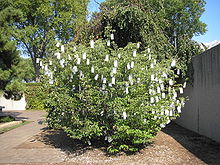 Wish Tree for Washington, DC by Yoko Ono. Live tree and mixed media, 2007.