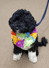 Bo wearing a lei upon his White House arrival