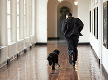 Bo and President Obama running through the east wing of the White House