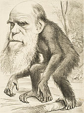 An 1871 caricature following publication of The Descent of Man was typical of many showing Darwin with an ape body, identifying him in popular culture as the leading author of evolutionary theory.[122]