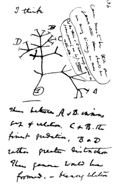 In mid-July 1837 Darwin started his "B" notebook on Transmutation of Species, and on page 36 wrote "I think" above his first evolutionary tree.