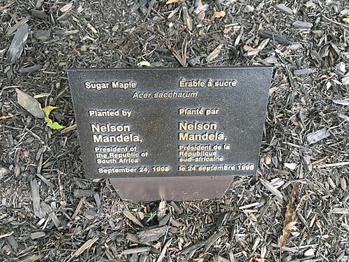 Nelson Mandela