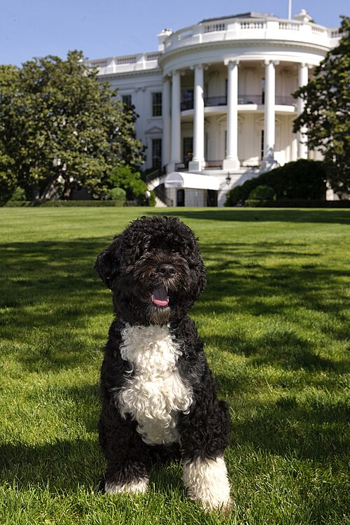 Bo